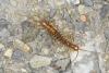 Eupolybothrus longicornis